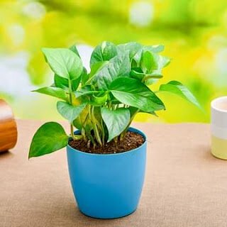 Nurserylive- Buy Plants Of ₹200 For Free